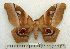  ( - BC-MN0115)  @14 [ ] Copyright (2010) M. Newport Research Collection of Mike Newport