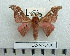  ( - BC-MN0168)  @13 [ ] Copyright (2010) M. Newport Research Collection of Mike Newport