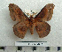  (Adafroptilum exiguus - BC-MN0180)  @14 [ ] Copyright (2010) M. Newport Research Collection of Mike Newport