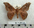  (Adafroptilum aberfoylensis - BC-MN0184)  @14 [ ] Copyright (2010) M. Newport Research Collection of Mike Newport