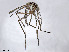  (Aedes vittiger - VAITC4301A)  @14 [ ] CreativeCommons - Attribution Non-Commercial (2014) Jana Batovska Department of Primary Industries