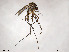  (Aedes bancroftianus - VAITC4308A)  @14 [ ] CreativeCommons - Attribution Non-Commercial (2014) Jana Batovska Department of Primary Industries