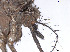  ( - VAITC4310A)  @13 [ ] CreativeCommons - Attribution Non-Commercial (2014) Jana Batovska Department of Primary Industries