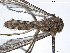  ( - VAITC4310A)  @12 [ ] CreativeCommons - Attribution Non-Commercial (2014) Jana Batovska Department of Primary Industries