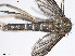 ( - VAITC4315A)  @13 [ ] CreativeCommons - Attribution Non-Commercial (2014) Jana Batovska Department of Primary Industries