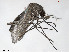  (Aedes rubrithorax - VAITC4327A)  @15 [ ] CreativeCommons - Attribution Non-Commercial (2014) Jana Batovska Department of Primary Industries