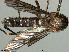  (Aedes alboannulatus - VAITC4331A)  @13 [ ] CreativeCommons - Attribution Non-Commercial (2014) Jana Batovska Department of Primary Industries