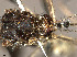  ( - VAITC4331A)  @12 [ ] CreativeCommons - Attribution Non-Commercial (2014) Jana Batovska Department of Primary Industries