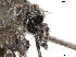  ( - VAITC4333)  @12 [ ] CreativeCommons - Attribution Non-Commercial (2014) Jana Batovska Department of Primary Industries