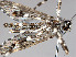  ( - VAITC4336B)  @13 [ ] CreativeCommons - Attribution Non-Commercial (2014) Jana Batovska Department of Primary Industries