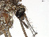  (Aedes camptorhynchus - VAITC4347)  @14 [ ] CreativeCommons - Attribution Non-Commercial (2014) Jana Batovska Department of Primary Industries