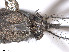 ( - VAITC4348A)  @13 [ ] CreativeCommons - Attribution Non-Commercial (2014) Jana Batovska Department of Primary Industries