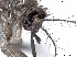  ( - VAITC4348A)  @13 [ ] CreativeCommons - Attribution Non-Commercial (2014) Jana Batovska Department of Primary Industries