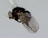  (Nemorimyza sp. Mit-2 - BOLD-3N127T4V3)  @11 [ ] Copyright (2019) LifeScanner LifeScanner