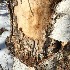  ( - BOLD-0DKNQXCL2)  @11 [ ] Copyright (2018) Unspecified LifeScanner