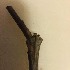  ( - BOLD-WB0EXHSG9)  @12 [ ] CreativeCommons - Attribution (2015) Unspecified Centre for Biodiversity Genomics