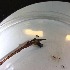  (Rabdophaga cf. saliciscornu - BOLD-0DHZIJQ88)  @12 [ ] Copyright (2018) LifeScanner Unspecified