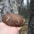  ( - BOLD-0DI8XLNY3)  @12 [ ] Copyright (2017) LifeScanner Unspecified