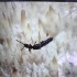  ( - BOLD-0DI8XLNY3)  @12 [ ] Copyright (2017) LifeScanner Unspecified