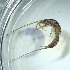  ( - BOLD-0DJYG3TP5)  @11 [ ] Copyright (2017) LifeScanner Unspecified