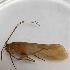  (Limnephilus flavastellus - BOLD-3JXVYQMW0)  @12 [ ] Copyright (2017) Unspecified Unspecified