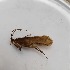  (Limnephilus acula - BOLD-3JXY2HNA9)  @11 [ ] Copyright (2017) Unspecified Unspecified