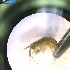  ( - BOLD-3K5TSAV46)  @11 [ ] Copyright (2017) LifeScanner Unspecified