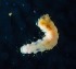  ( - BOLD-3MS5UTYF3)  @11 [ ] Copyright (2018) LifeScanner LifeScanner