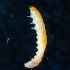  ( - BOLD-3MS6FGZT3)  @11 [ ] Copyright (2018) LifeScanner LifeScanner