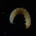  ( - BOLD-3MSIU6X53)  @11 [ ] Copyright (2018) LifeScanner LifeScanner
