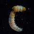  ( - BOLD-3MSRTVZH2)  @11 [ ] Copyright (2018) LifeScanner LifeScanner