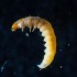  ( - BOLD-3MSTGLIY1)  @11 [ ] Copyright (2018) LifeScanner LifeScanner