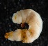  ( - BOLD-3MSYAZD42)  @11 [ ] Copyright (2018) LifeScanner LifeScanner