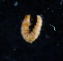  ( - BOLD-3MT1Y5PO4)  @11 [ ] Copyright (2018) LifeScanner LifeScanner