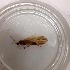  (Psychoglypha mazamae - BOLD-78UA4MHF3)  @12 [ ] CreativeCommons - Attribution (2015) LifeScanner User Centre for Biodiversity Genomics