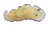  (Goniobranchus albopustulosus - BOLD-MT1E0OAQ8)  @11 [ ] CreativeCommons - Attribution (2015) Unspecified Centre for Biodiversity Genomics
