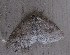  ( - BOLD-3O27TQB14)  @12 [ ] Copyright (2019) LifeScanner Unspecified