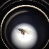  ( - BOLD-015WOBNP8)  @12 [ ] CreativeCommons - Attribution (2016) Unspecified Centre for Biodiversity Genomics