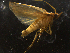  ( - LOPE14-Lepido0146)  @12 [ ] CreativeCommons - Attribution Non-Commercial Share-Alike (2014) Louis Auger ECODIV