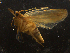  ( - LOPE14-Lepido0266)  @12 [ ] CreativeCommons - Attribution Non-Commercial Share-Alike (2014) Louis Auger ECODIV
