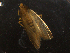  ( - LOPE14-Lepido0267)  @12 [ ] CreativeCommons - Attribution Non-Commercial Share-Alike (2014) Louis Auger ECODIV