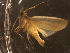  ( - LOPE14-Lepido0358)  @12 [ ] CreativeCommons - Attribution Non-Commercial Share-Alike (2014) Louis Auger ECODIV