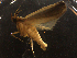  ( - LOPE14-Lepido0361)  @12 [ ] CreativeCommons - Attribution Non-Commercial Share-Alike (2014) Louis Auger ECODIV