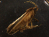  ( - LOPE14-Lepido0367)  @12 [ ] CreativeCommons - Attribution Non-Commercial Share-Alike (2014) Louis Auger ECODIV