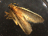  ( - LOPE14-Lepido0566)  @12 [ ] CreativeCommons - Attribution Non-Commercial Share-Alike (2014) Louis Auger ECODIV