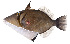  ( - MOH-082)  @11 [ ] CreativeCommons  Attribution Non-Commercial (by-nc) (2008) Unspecified Smithsonian Institution National Museum of Natural History