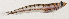  ( - MOH-066)  @11 [ ] CreativeCommons  Attribution Non-Commercial (by-nc) (2008) Unspecified Smithsonian Institution National Museum of Natural History