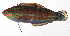  ( - MOH-045)  @11 [ ] CreativeCommons  Attribution Non-Commercial (by-nc) (2008) Unspecified Smithsonian Institution National Museum of Natural History