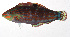  ( - MOH-049)  @11 [ ] CreativeCommons  Attribution Non-Commercial (by-nc) (2008) Unspecified Smithsonian Institution National Museum of Natural History