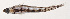 ( - MOH-055)  @11 [ ] CreativeCommons  Attribution Non-Commercial (by-nc) (2008) Unspecified Smithsonian Institution National Museum of Natural History